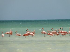 holbox island flamingos and its biodiversity