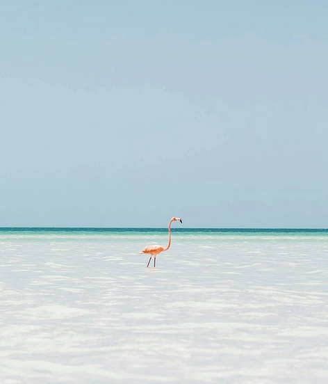 holbox wildlife