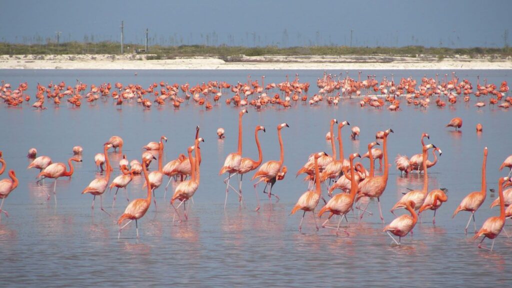 Isla Pájaros Holbox