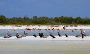 isla pajaros isla de holbox