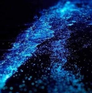 Bioluminiscencia de Holbox