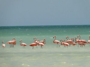 flamencos de la isla holbox y su biodiversidad