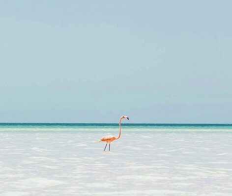 holbox wildlife