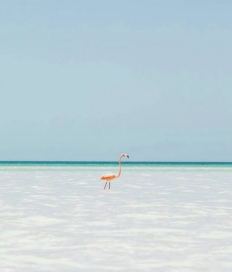 holbox wildlife