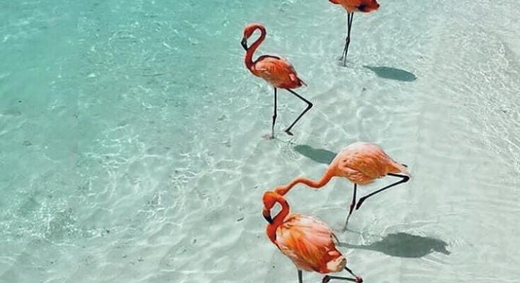 donde ver flamecos en holbox