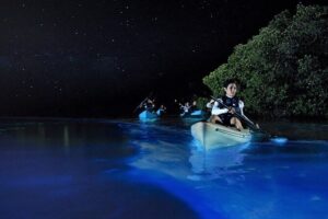 holbox tour bioluminiscencia nocturna
