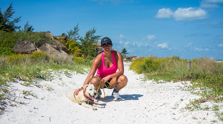 Consejos para viajar con mascotas en Holbox.