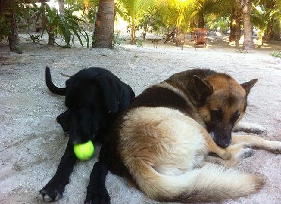 Hoteles Pet Friendly Holbox