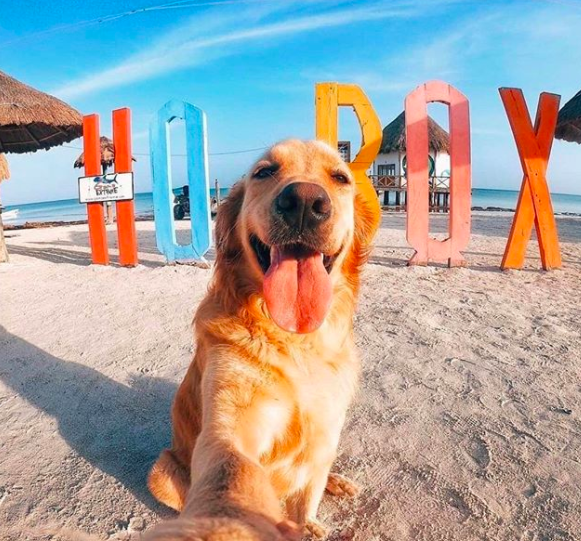 Hoteles Pet Friendly Holbox