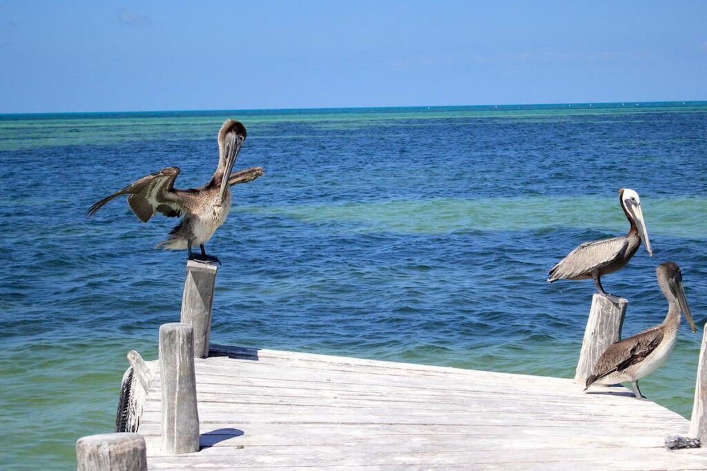 3 islas tour holbox - Isla pajaros